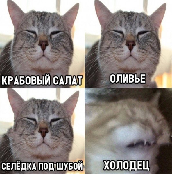 Кот и Оливье