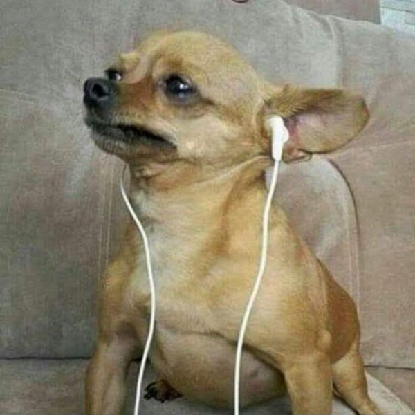 Плачущая собачка Мем