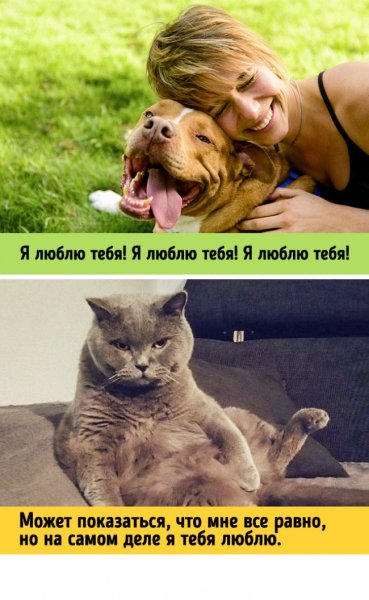 Владельцы кошек и собак