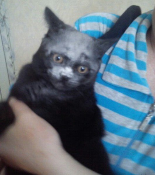 Котенок в муке