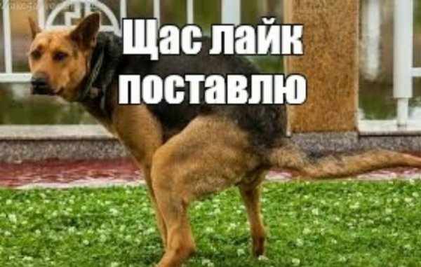 Прикольное ща лайк поставлю