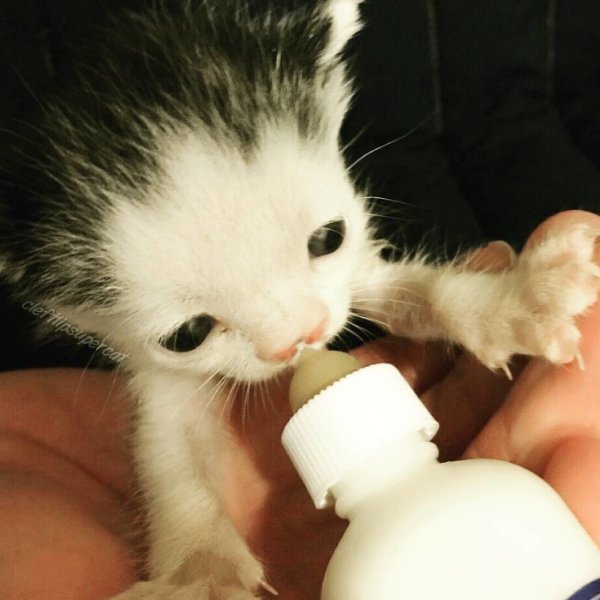 Молочный котенок