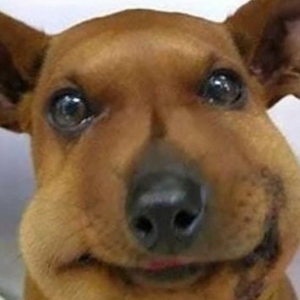 Отек квиток у животных