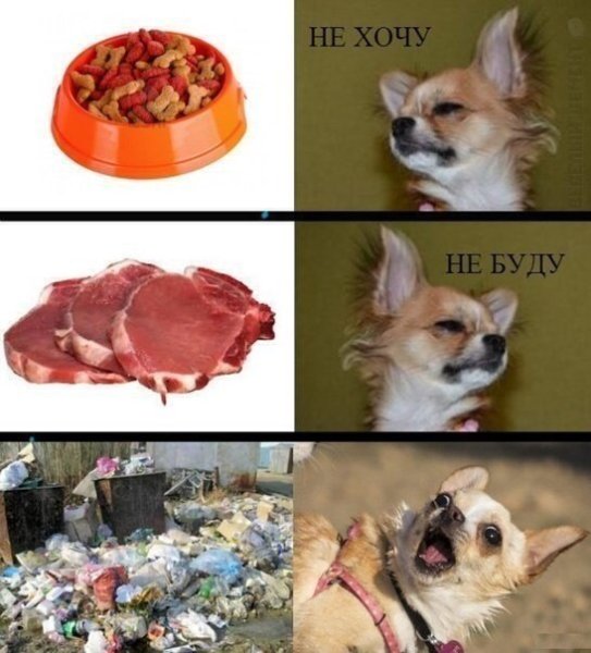 Мемы с собаками