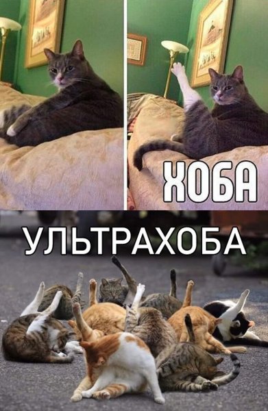 Хоба у котов