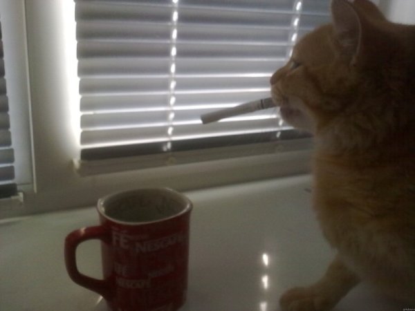 Доброе утро мемы с котами