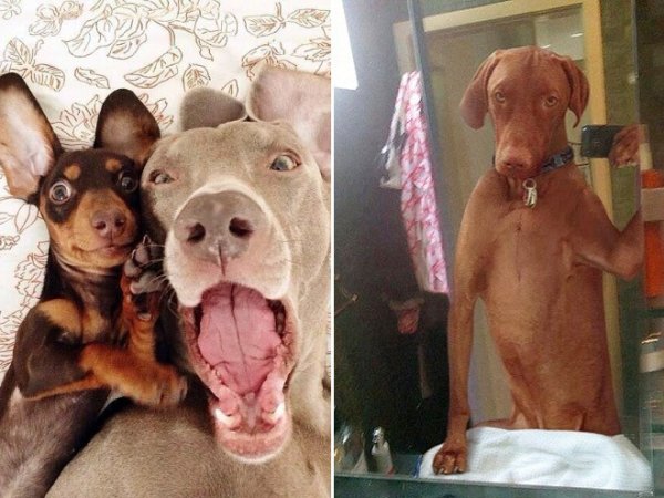 Селфи собаки