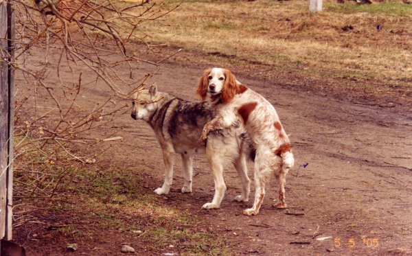 Продается охотничья собака прикол