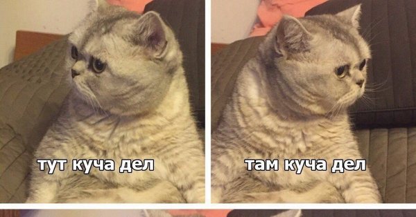Много дел прикол