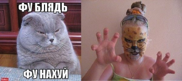 Фу мерзость Мем кот