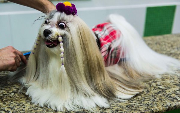 Собачка с хвостиком