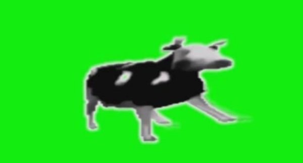 Корова танцует