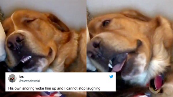 Собака проснулась