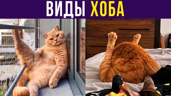 Коты хоба Дабл хоба