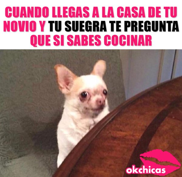 Испуганный чихуахуа