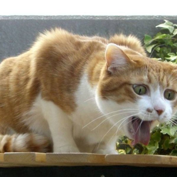 Рыжий кот рыгает