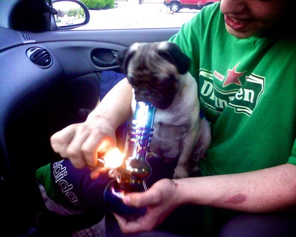 Собака с косяком