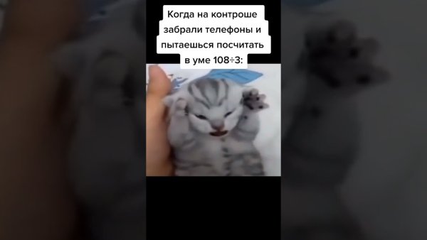 Кот орет и взрывается
