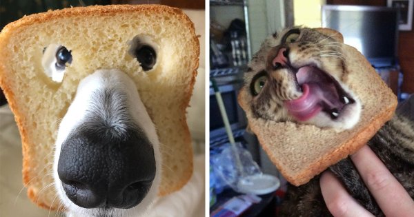 Пес с хлебом