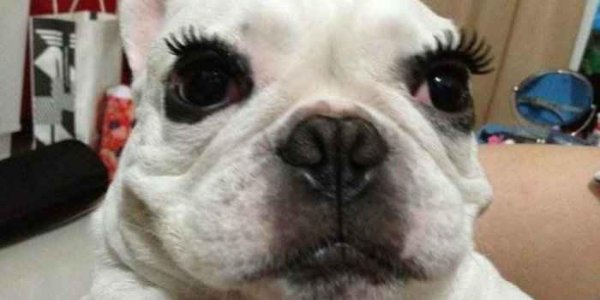 Собака с бровями