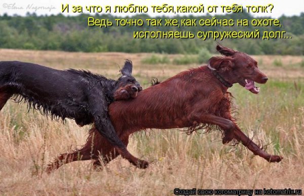 Охотничья собака прикол