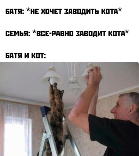Батя и кот