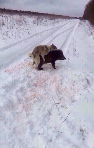 Когда кончились патроны кабан
