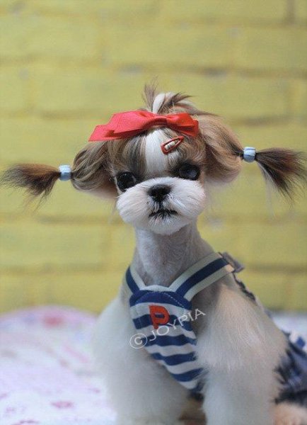 Ши-тцу причёски ши тцу