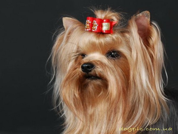 Маленькие собачки с хвостиком на голове