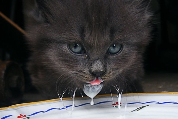 Котенок в сметане