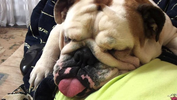 Собаки которые храпят и хрюкают