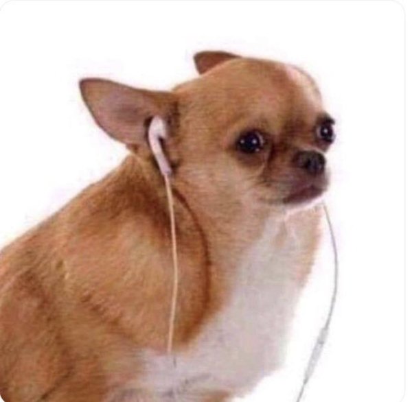 Чихуахуа Мем