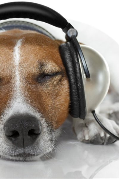 Джек Рассел