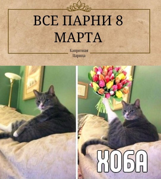 Кот с цветами хоба