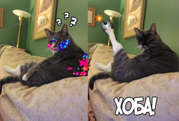 Хоба кот Мем