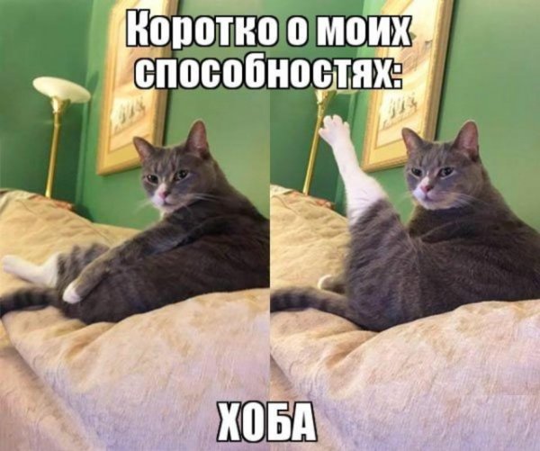 Котик смешной хоба