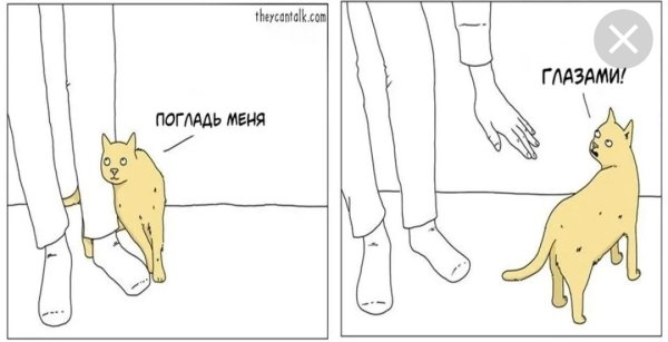 Различие между кошкой и собакой