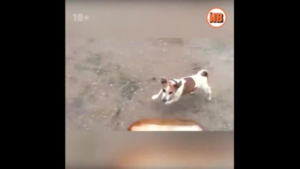 Джек Рассел и пивная кега