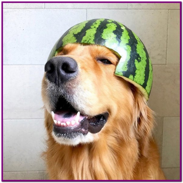 Собака в каске