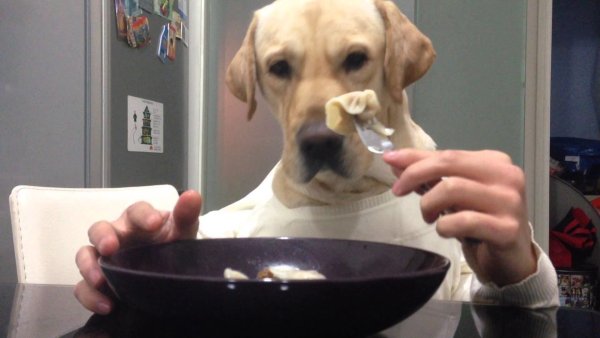 Собака пельмень