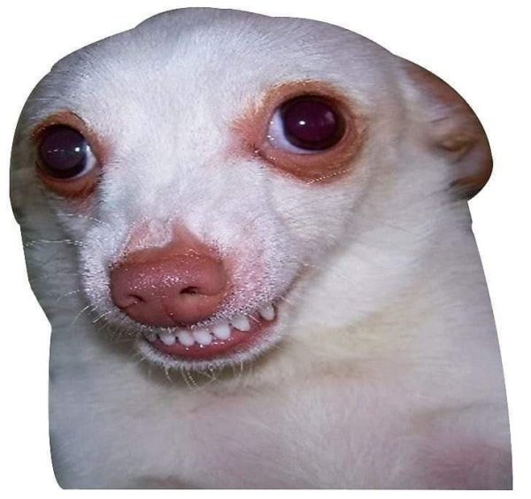 Собака ехидно улыбается