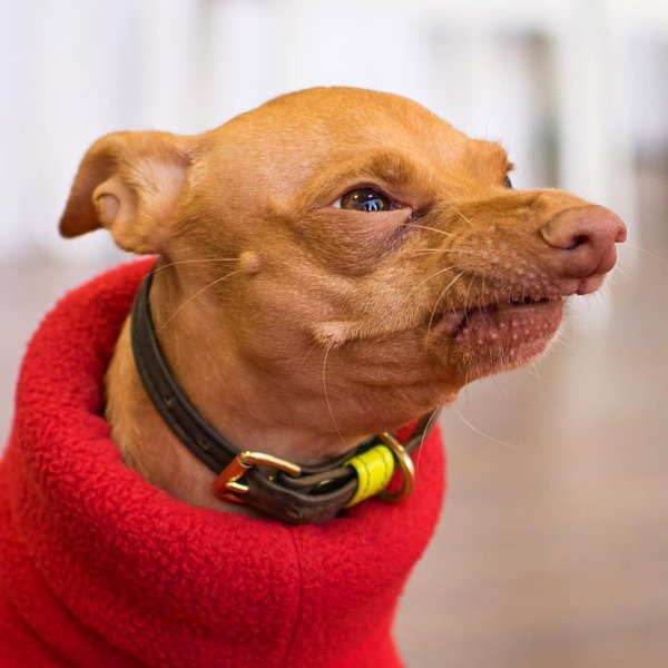 Недовольная собака