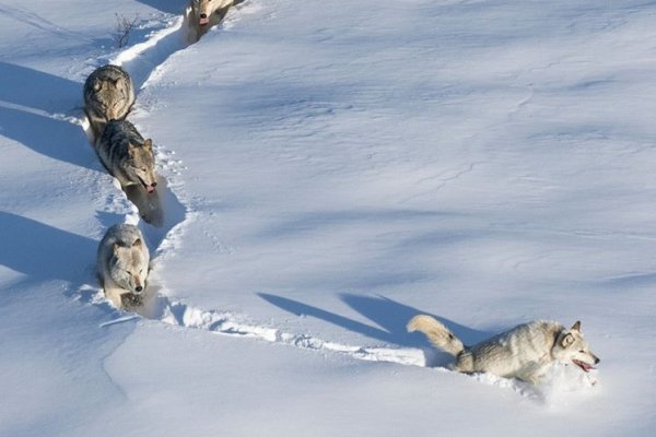 Волк в снегу