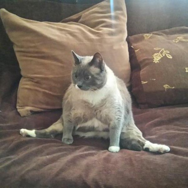 Кот с поднятой ногой