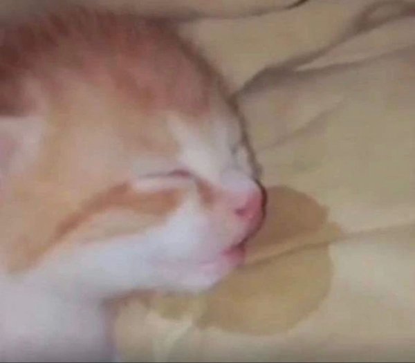 Сонный котенок