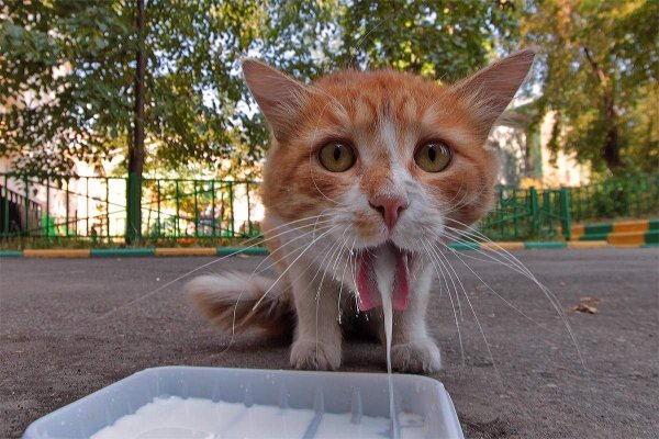 Кот щурится