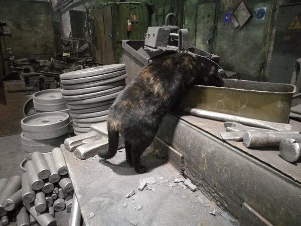 Кот на заводе пыльный