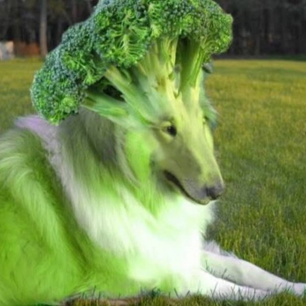 Собака брокколи