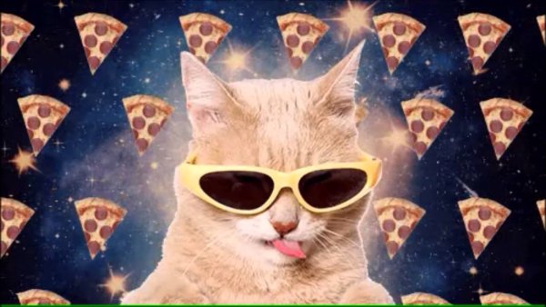 Космическая кошка