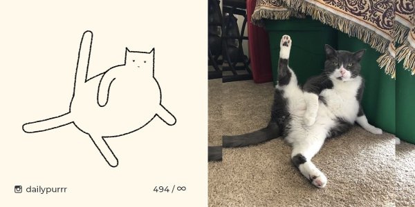 Хоба кот Мем